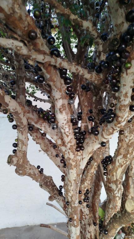 Casa, 3 quartos, 100 m² - Foto 16