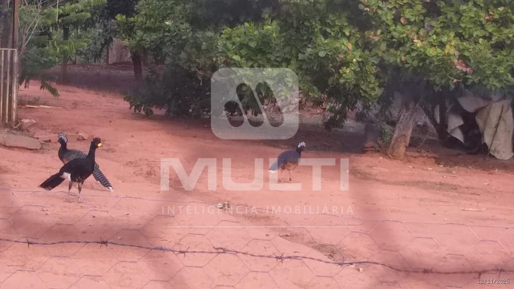 Chácara, 2 quartos - Foto 4