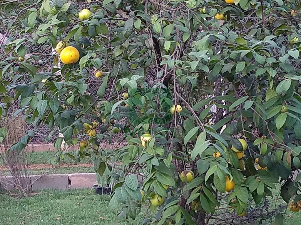 Fazenda à venda com 2 quartos, 600m² - Foto 2