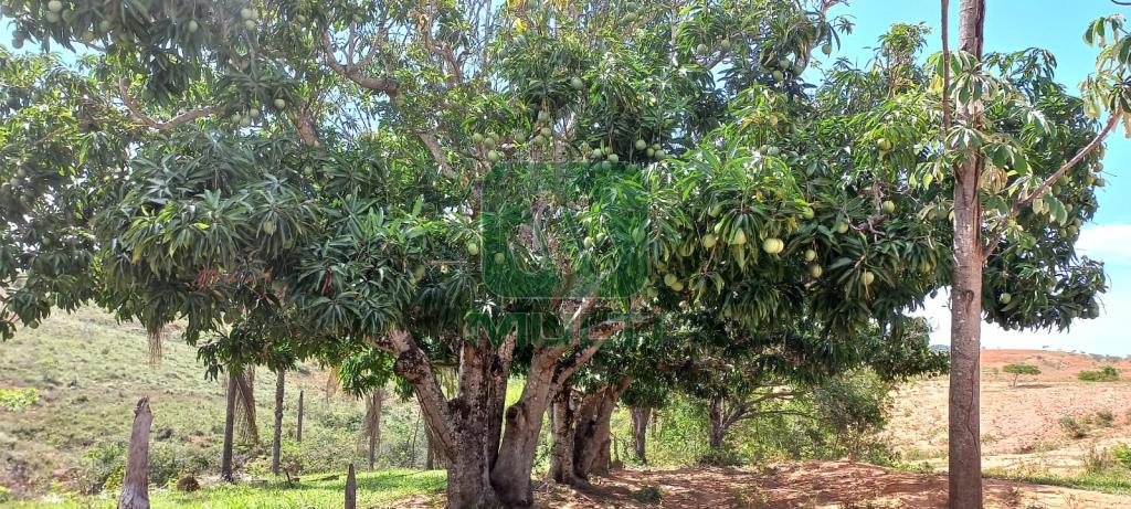 Fazenda à venda com 1 quarto, 1000m² - Foto 19